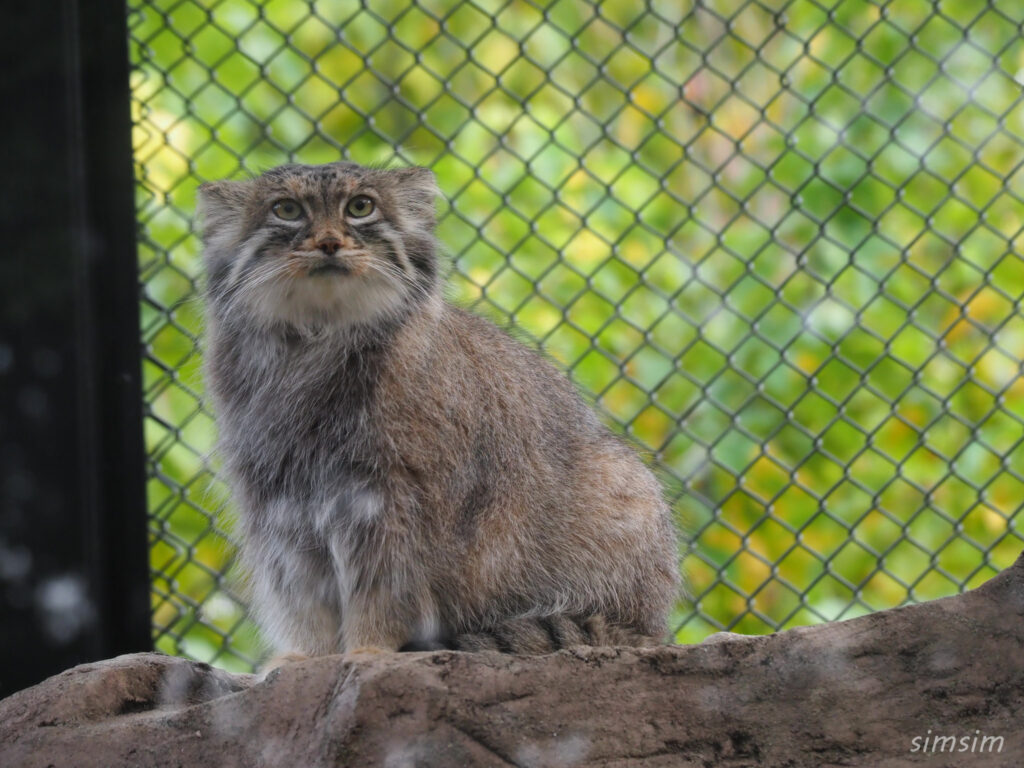 埼玉県こども動物自然公園　マヌルネコ