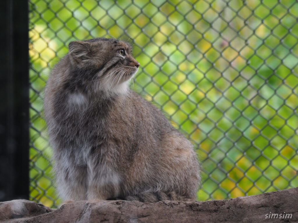 埼玉県こども動物自然公園　マヌルネコ