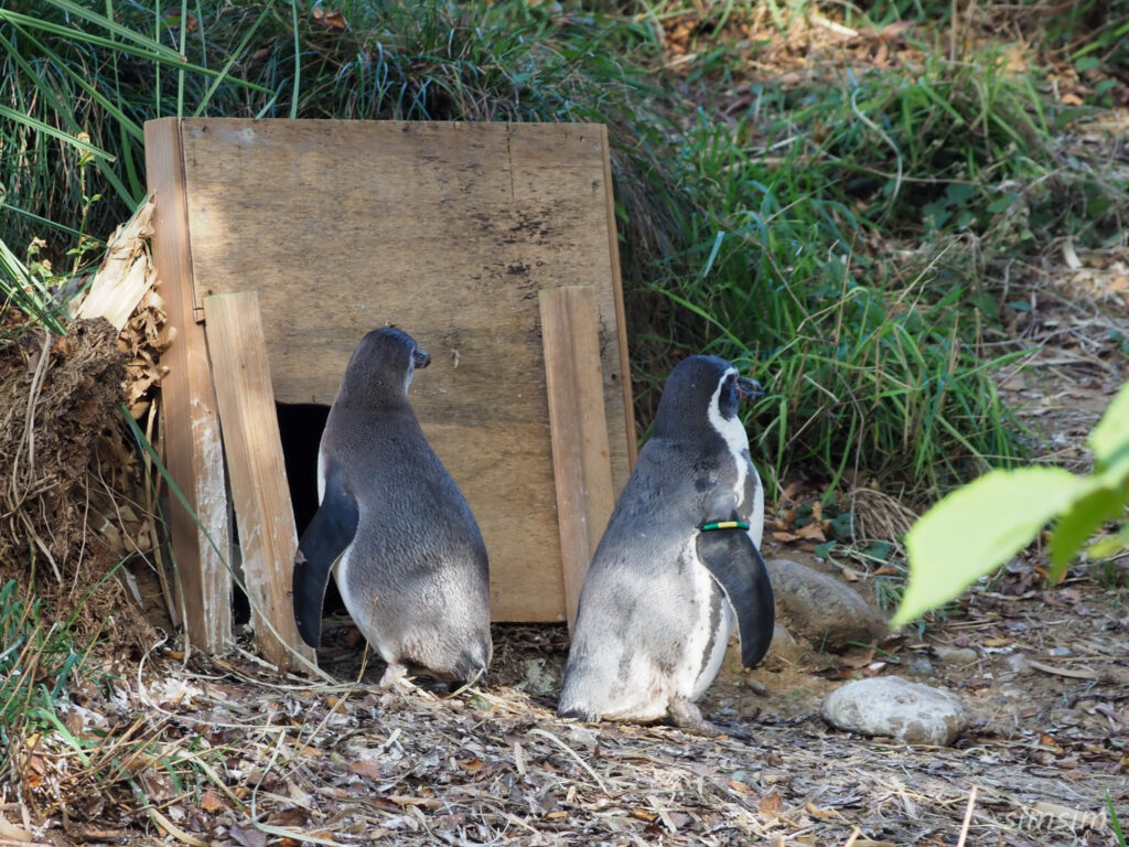 埼玉県こども動物自然公園　フンボルトペンギン
