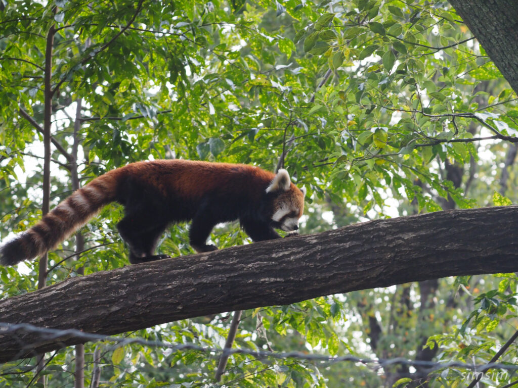 埼玉県こども動物自然公園　レッサーパンダ