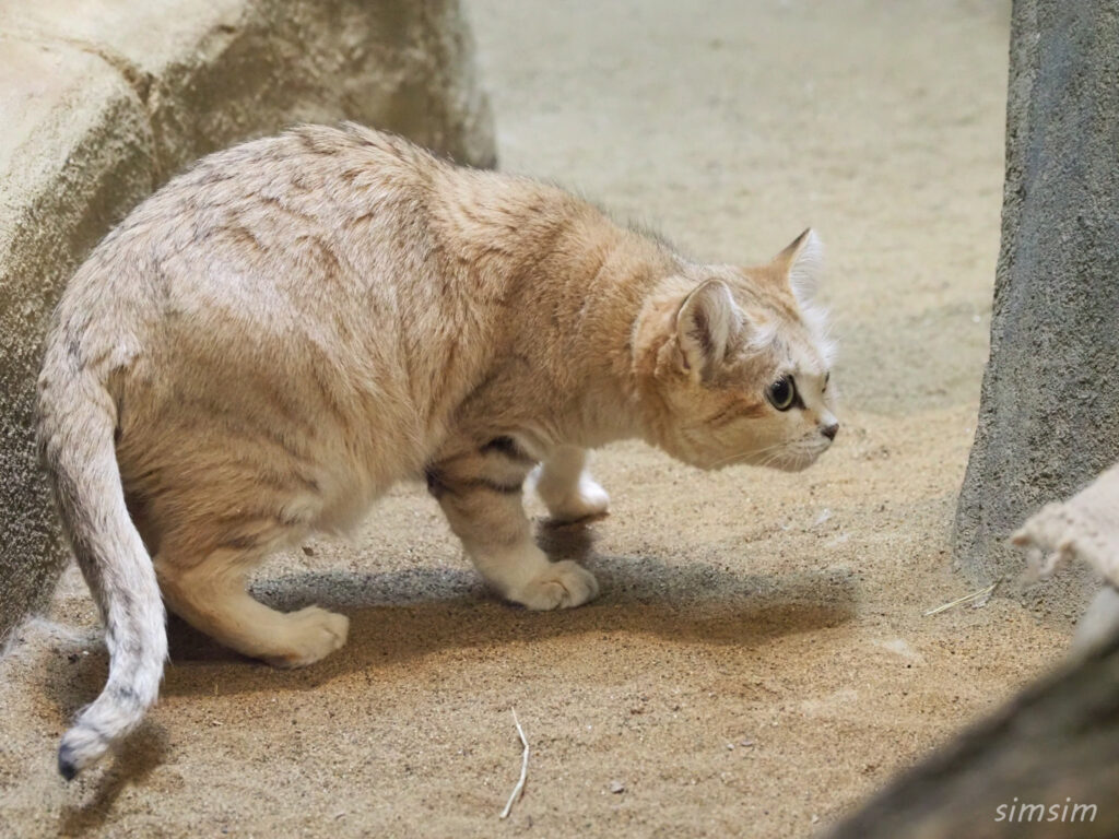 埼玉県こども動物自然公園　スナネコ
