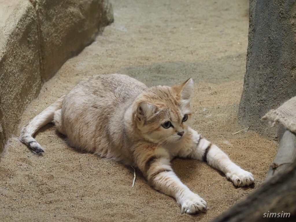 埼玉県こども動物自然公園　スナネコ