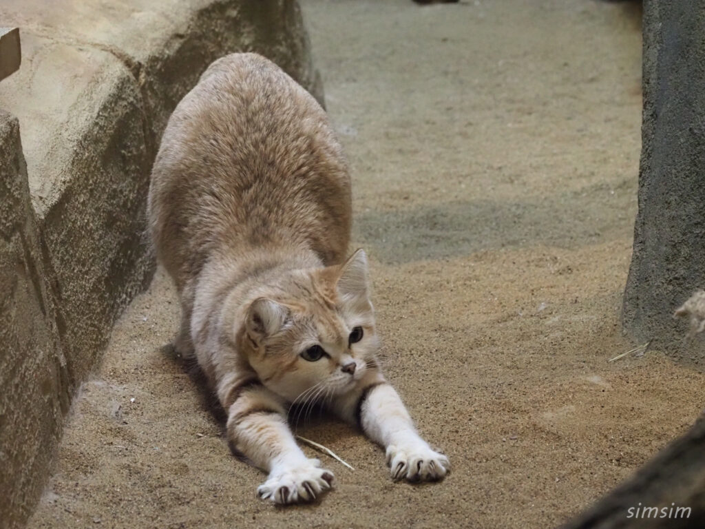 埼玉県こども動物自然公園　スナネコ