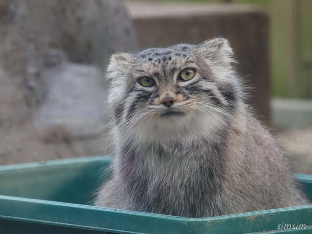 埼玉県こども動物自然公園　マヌルネコ