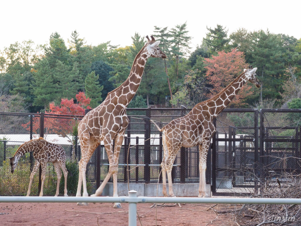 埼玉県こども動物自然公園　キリン