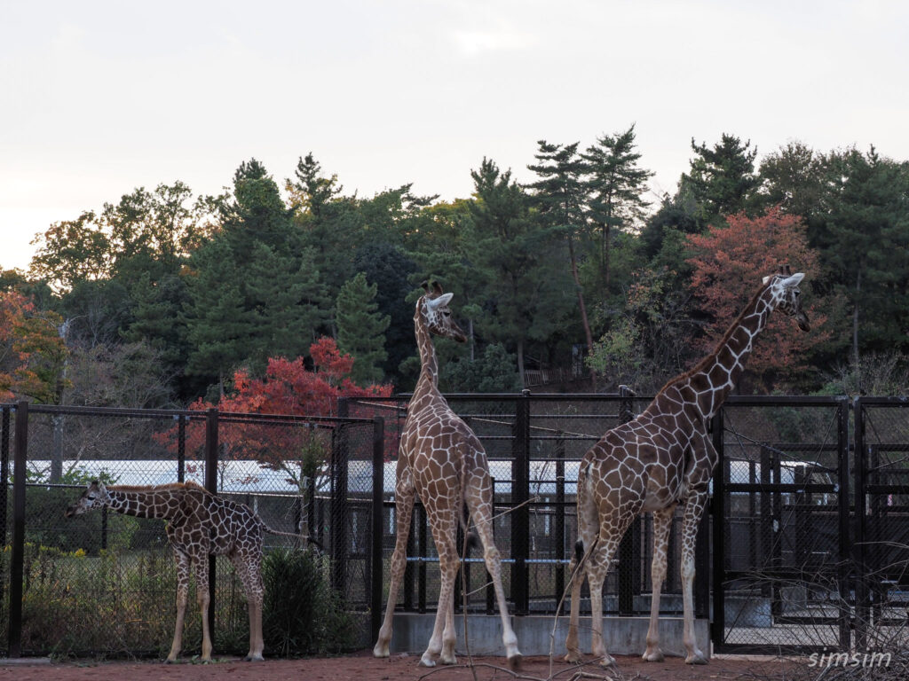 埼玉県こども動物自然公園　キリン