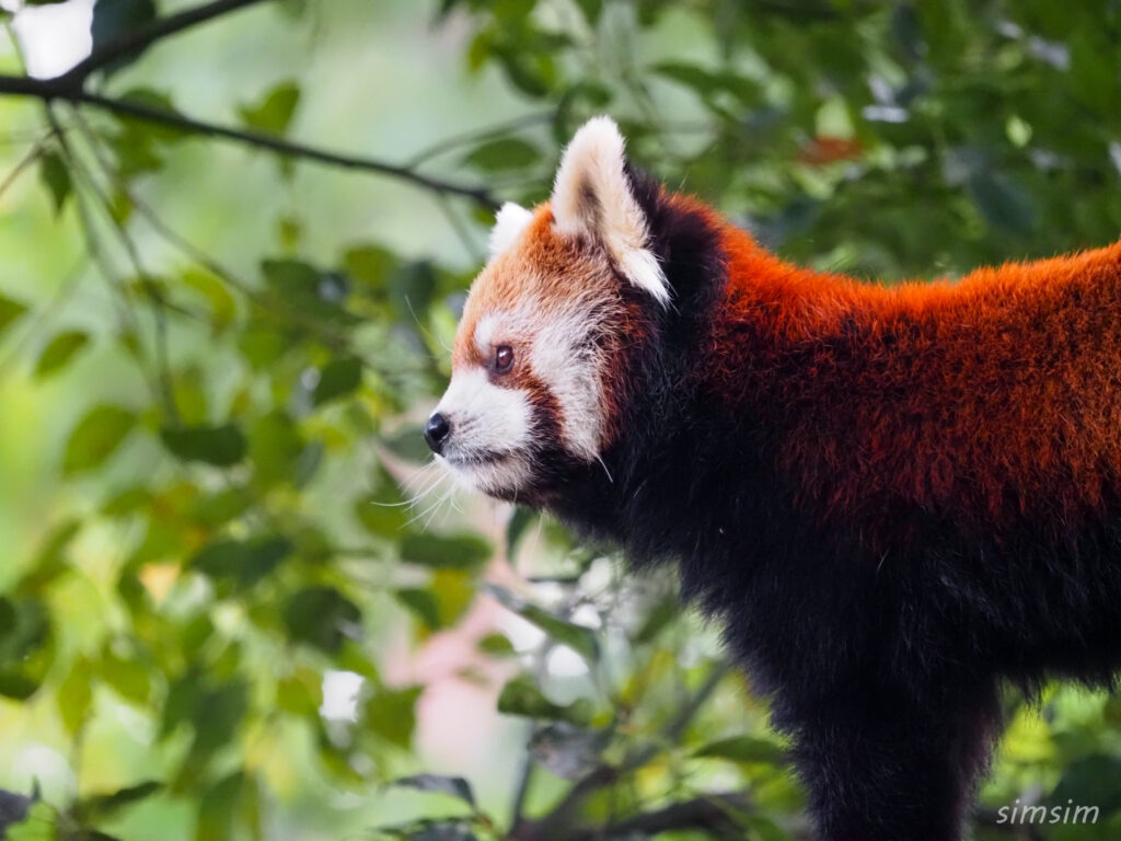 埼玉県こども動物自然公園　レッサーパンダ