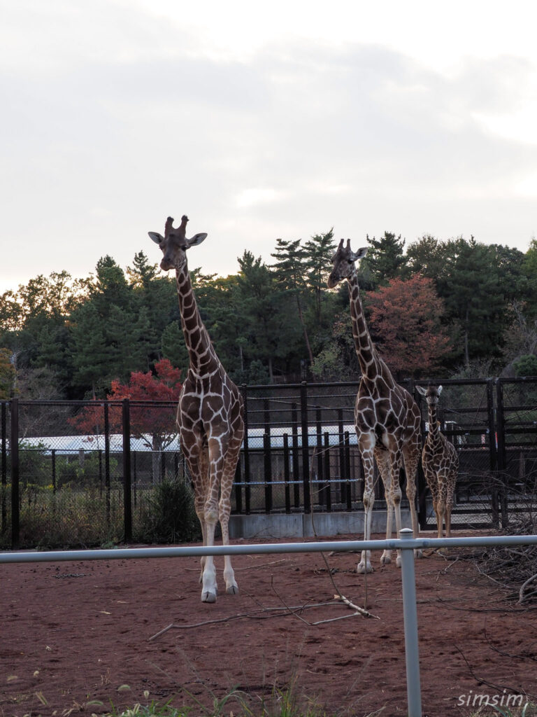 埼玉県こども動物自然公園　キリン