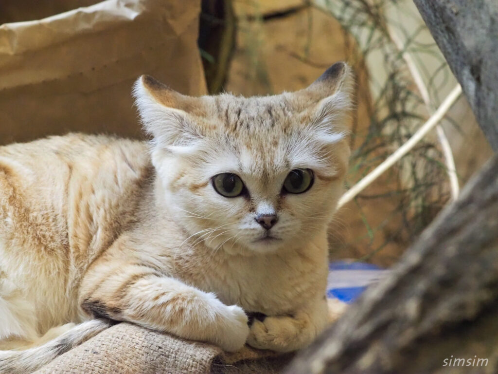 埼玉県こども動物自然公園　スナネコ