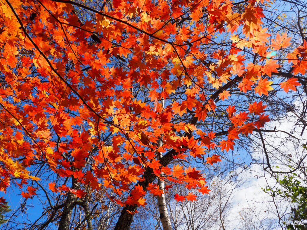 八千穂高原自然園