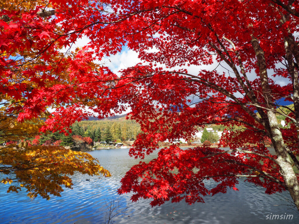 蓼科湖　紅葉