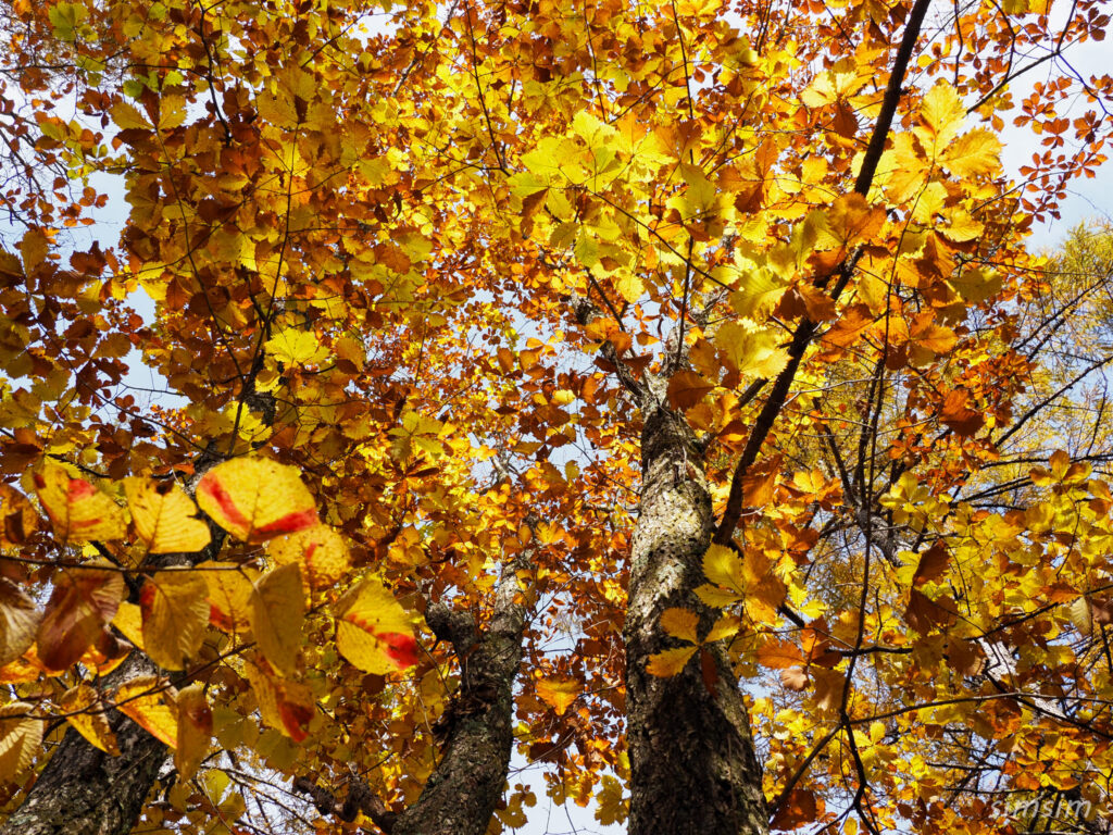 八千穂高原自然園