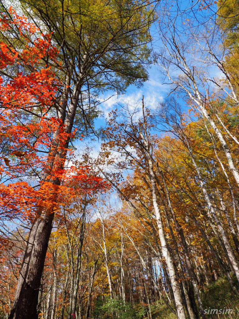 八千穂高原自然園