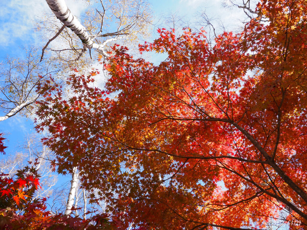 八千穂高原自然園
