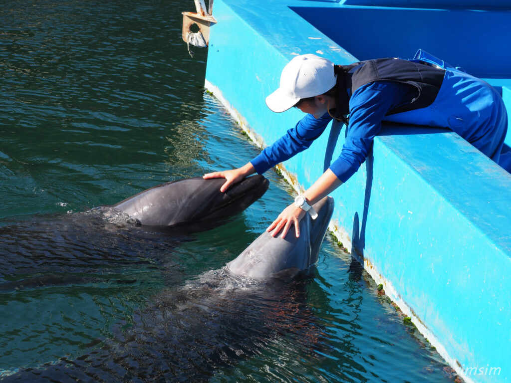 下田海中水族館 バンドウイルカ