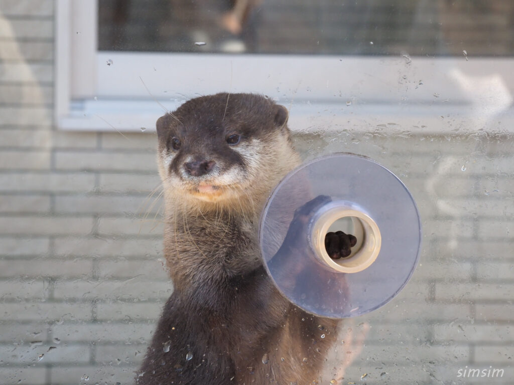 下田海中水族館 コツメカワウソ