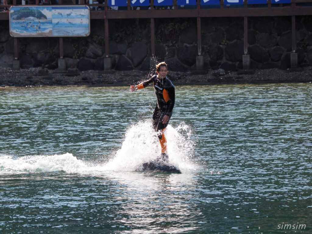下田海中水族館 イルカショー