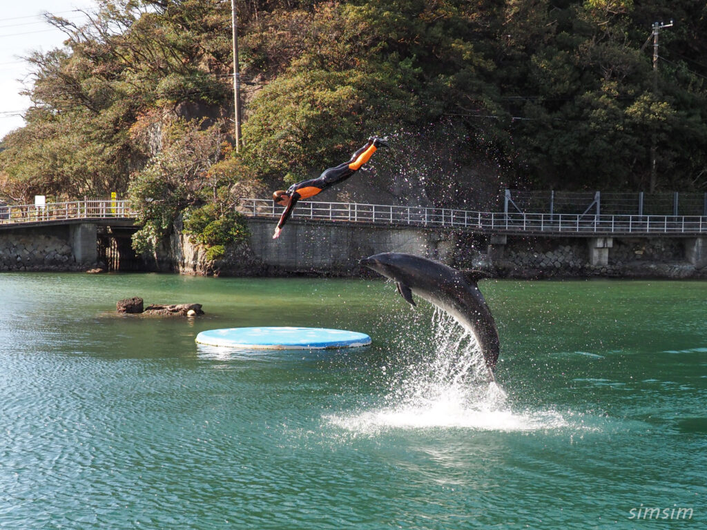 下田海中水族館 イルカショー