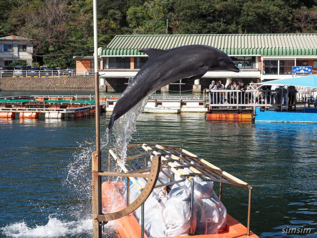 下田海中水族館 イルカショー