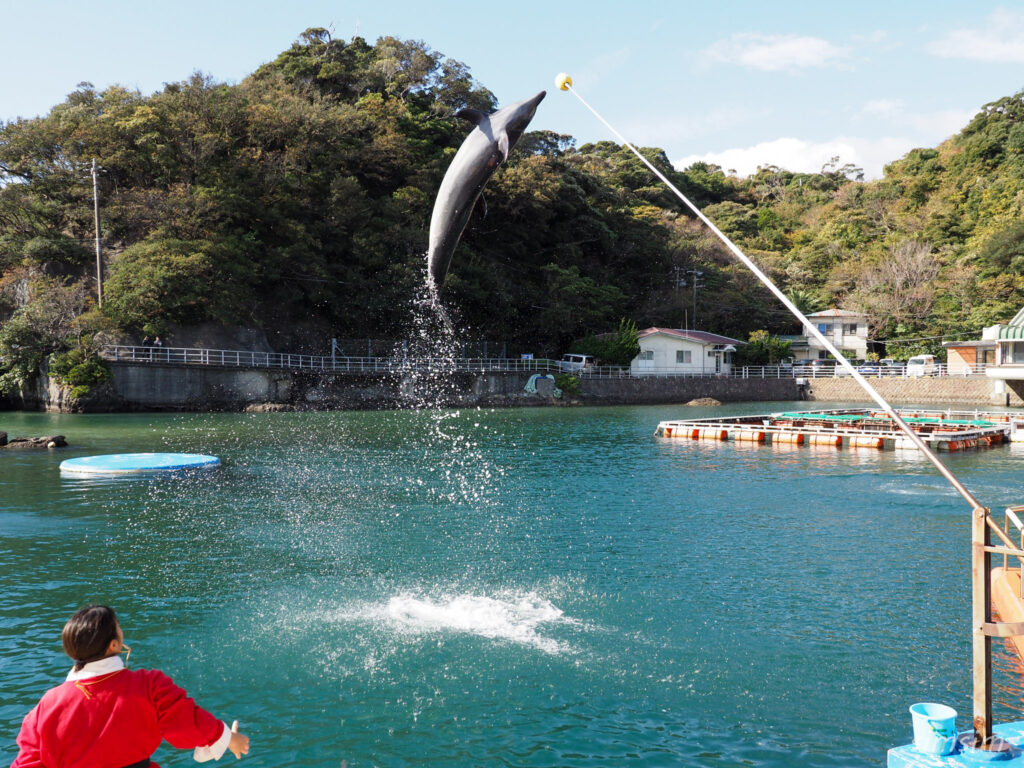 下田海中水族館 イルカショー