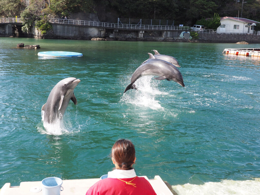 下田海中水族館 イルカショー