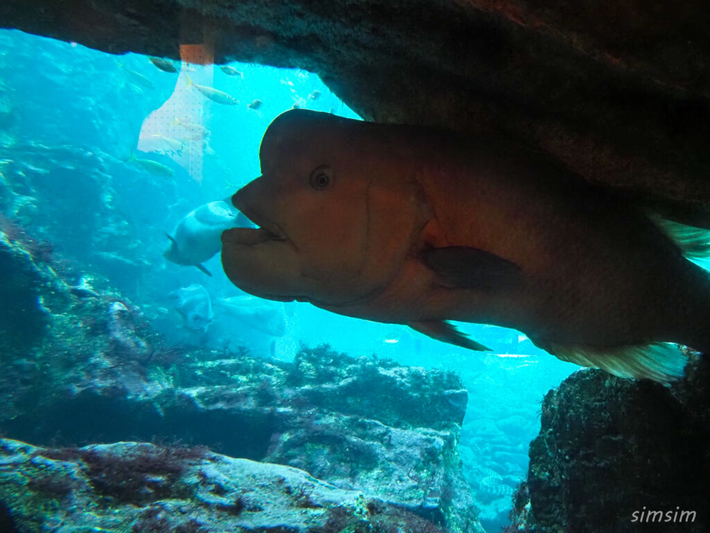 下田海中水族館 アクアドームペリー号