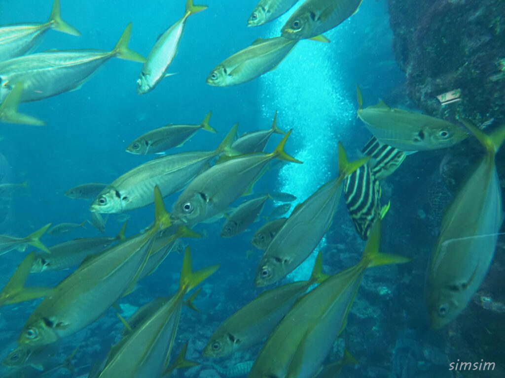 下田海中水族館 アクアドームペリー号