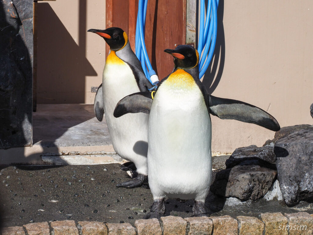 下田海中水族館 ペンギン
