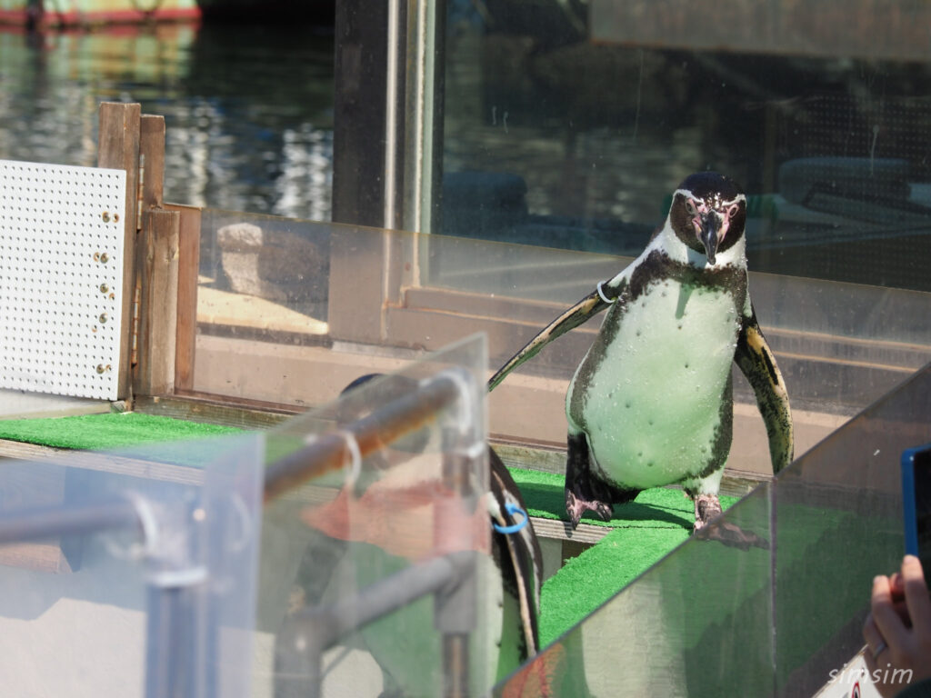 下田海中水族館 ペンギン