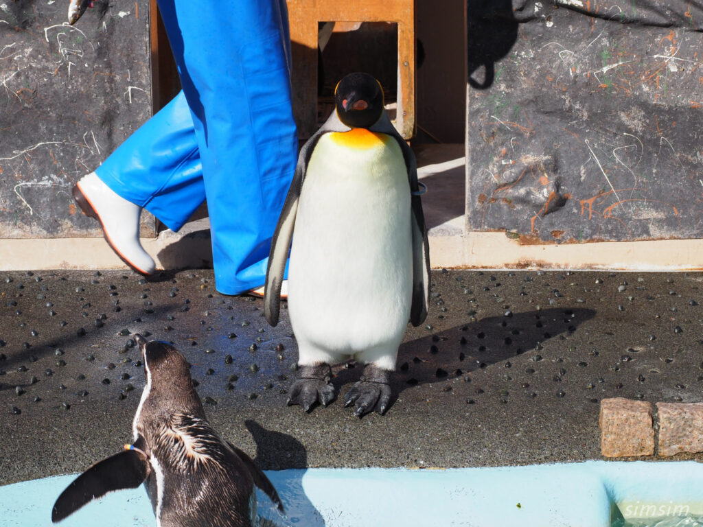 下田海中水族館 ペンギン