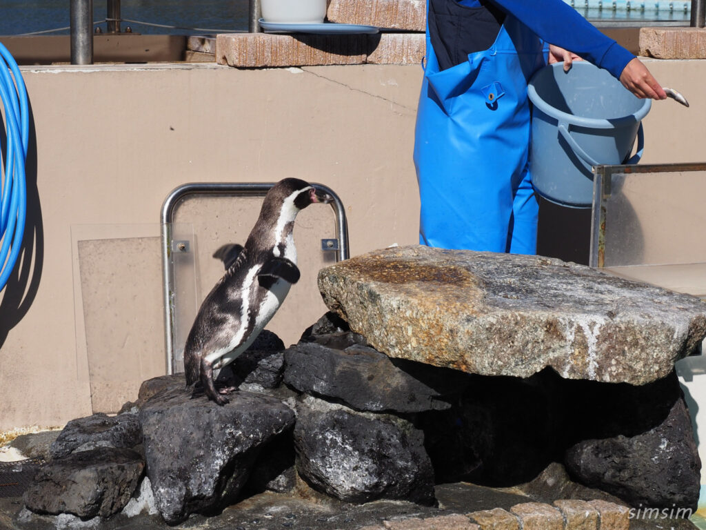 下田海中水族館 ペンギン