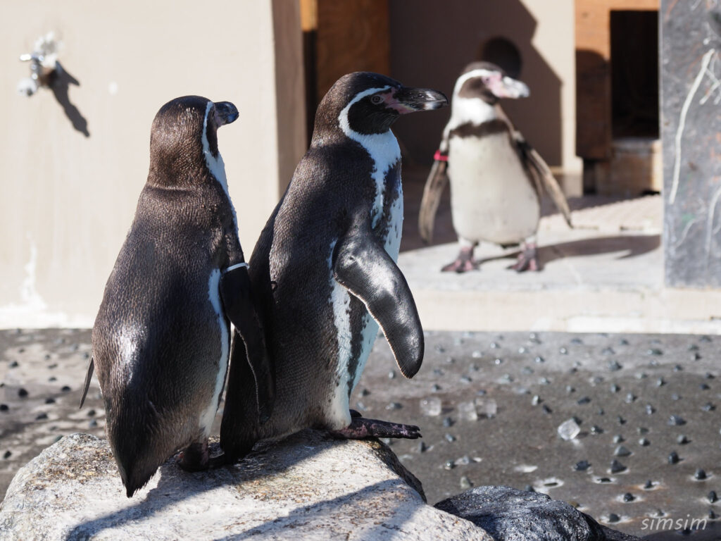 下田海中水族館 ペンギン