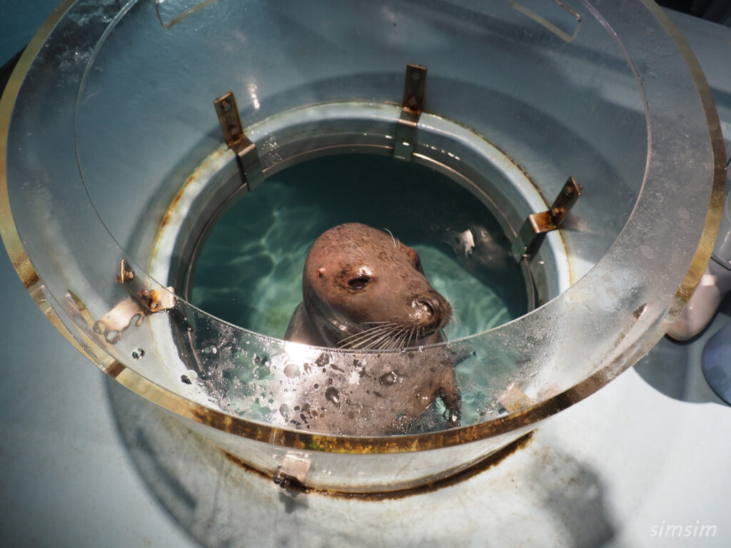 下田海中水族館 ゴマフアザラシ
