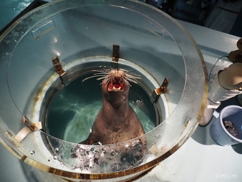 下田海中水族館 ゴマフアザラシ