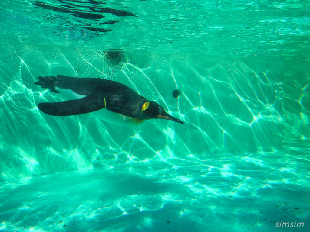 下田海中水族館 ペンギン