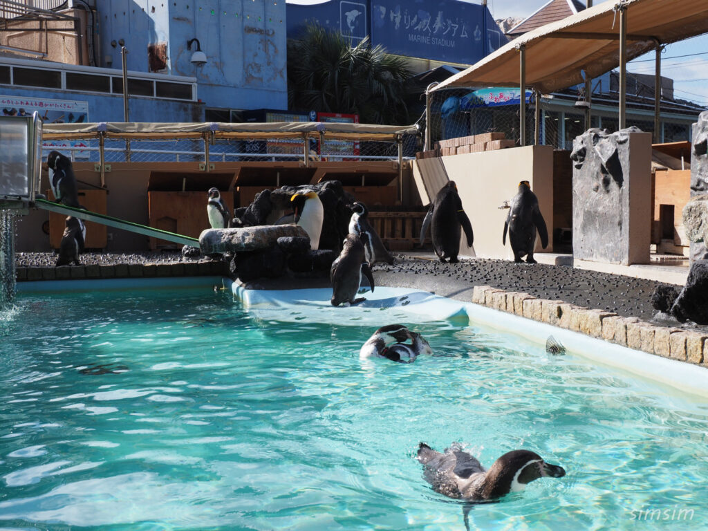 下田海中水族館 ペンギン