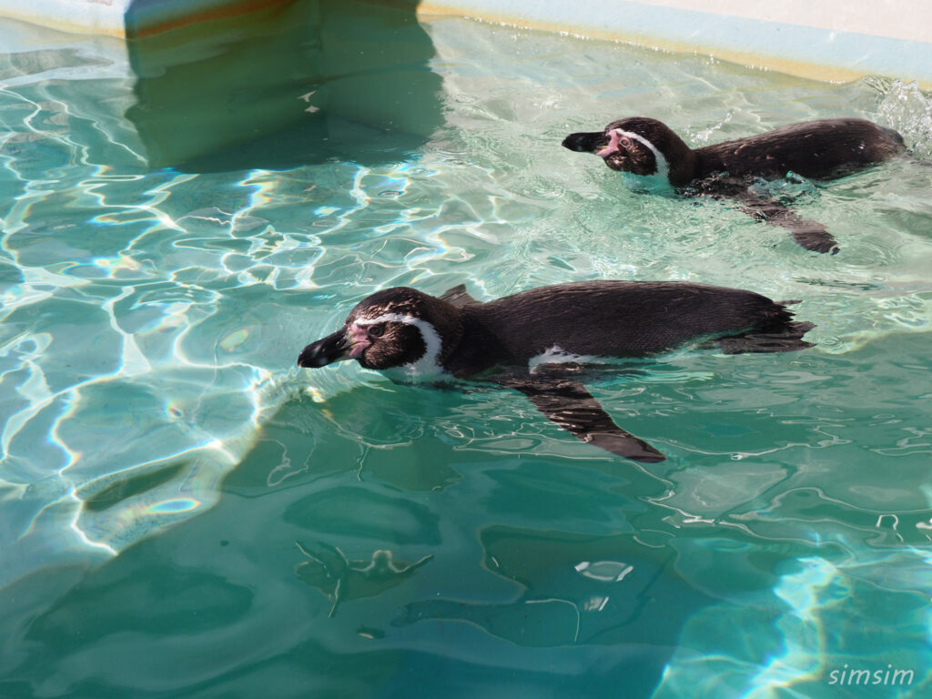 下田海中水族館 ペンギン