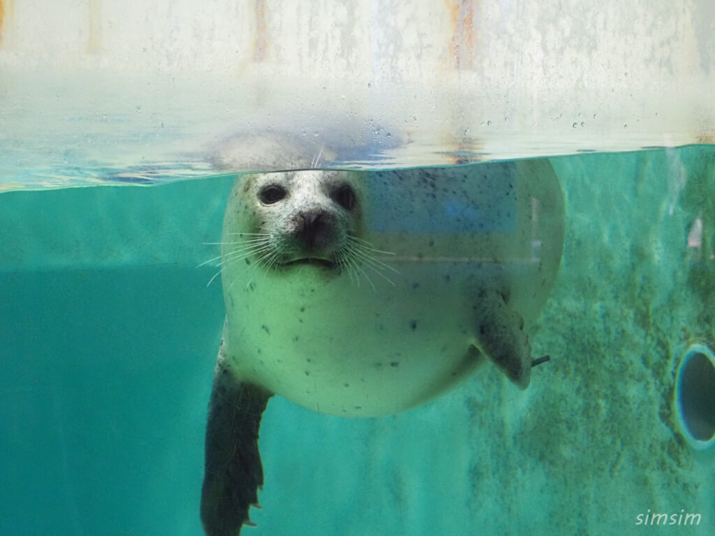下田海中水族館 ゴマフアザラシ