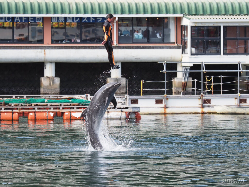 下田海中水族館 イルカショー