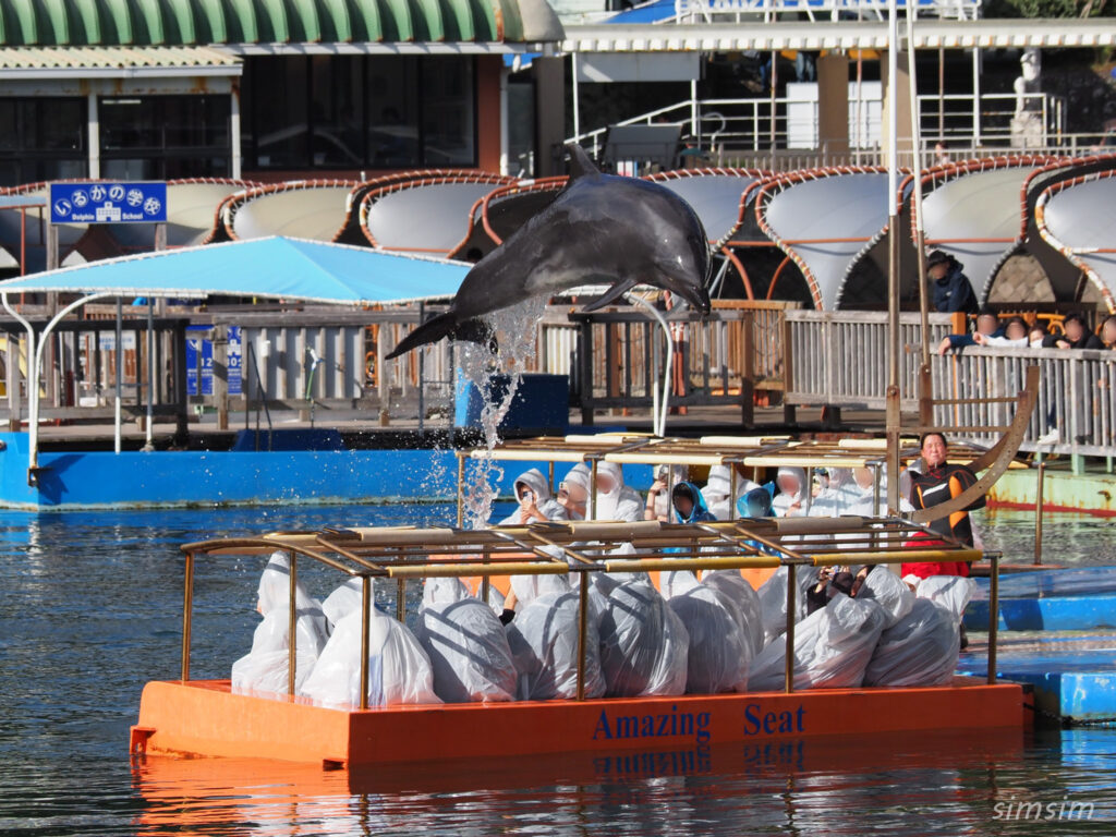 下田海中水族館 イルカショー