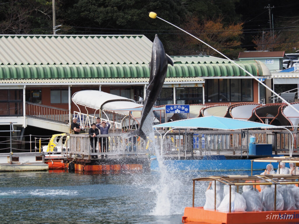 下田海中水族館 イルカショー