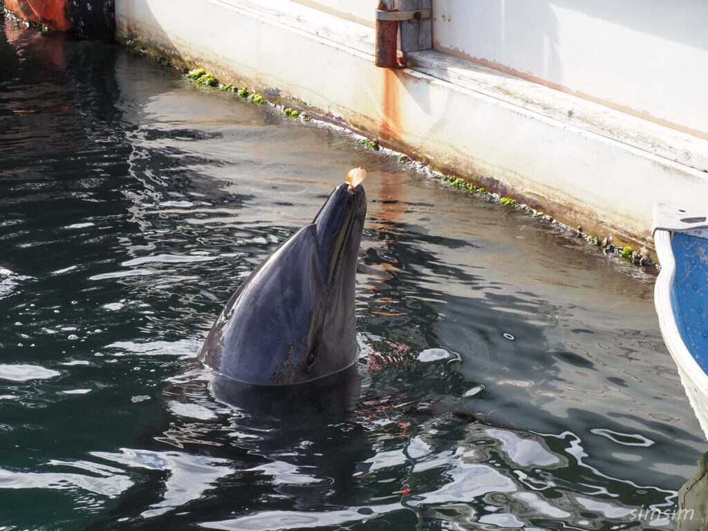 下田海中水族館 バンドウイルカ