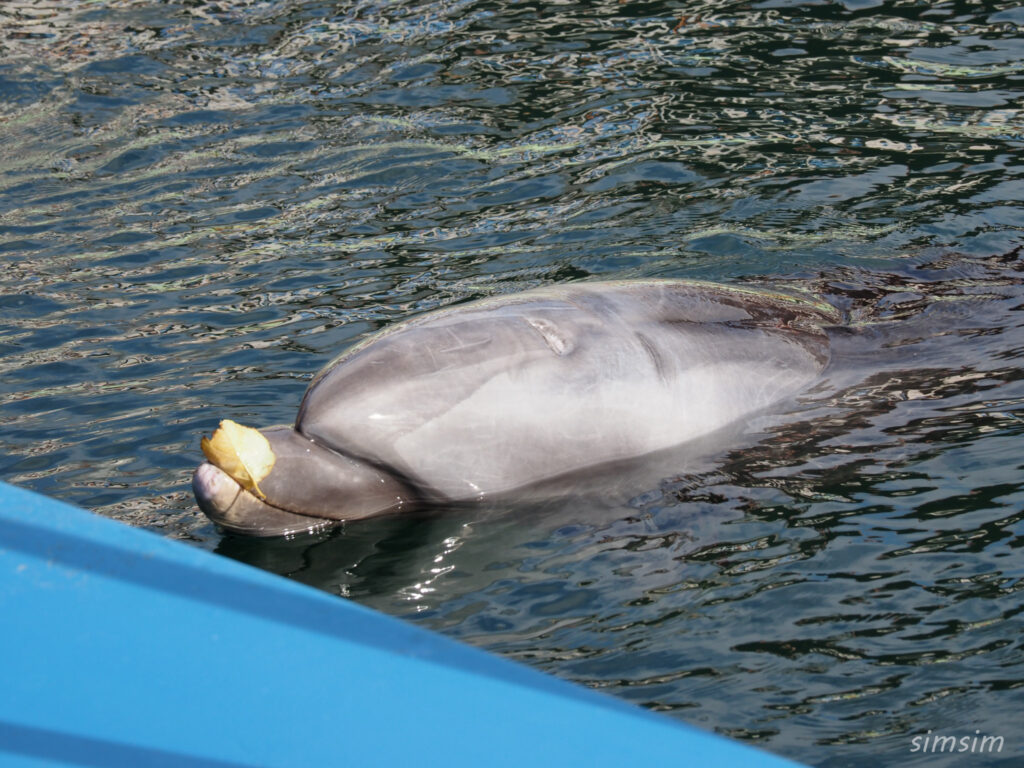 下田海中水族館 バンドウイルカ