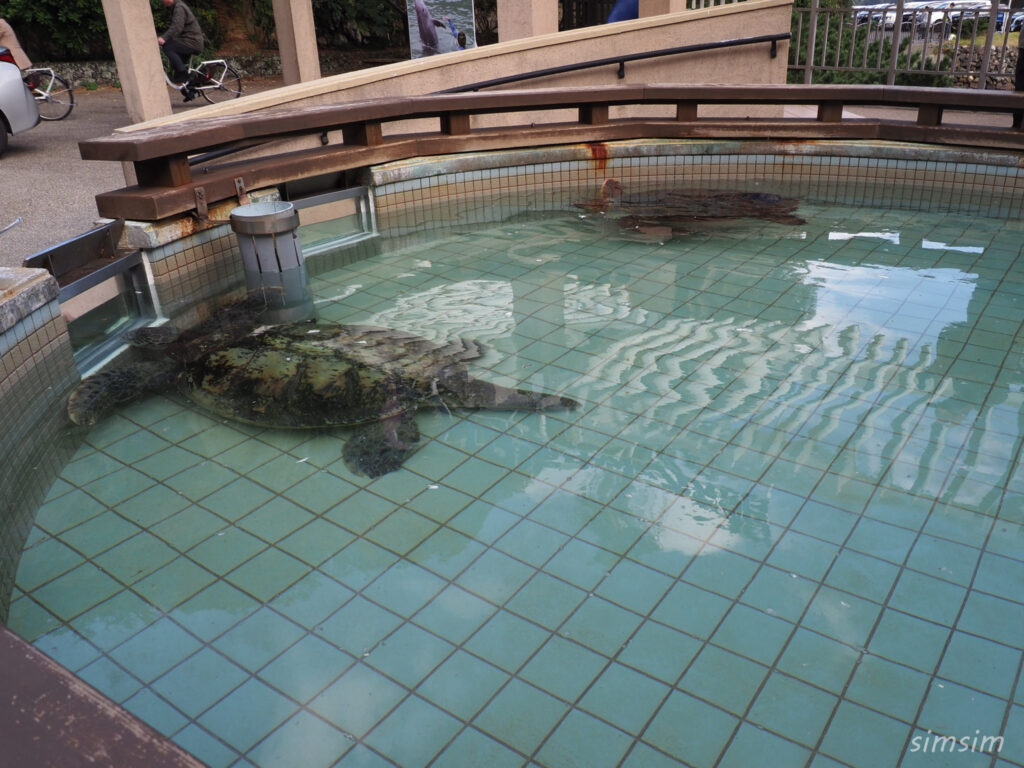 下田海中水族館 ウミガメ