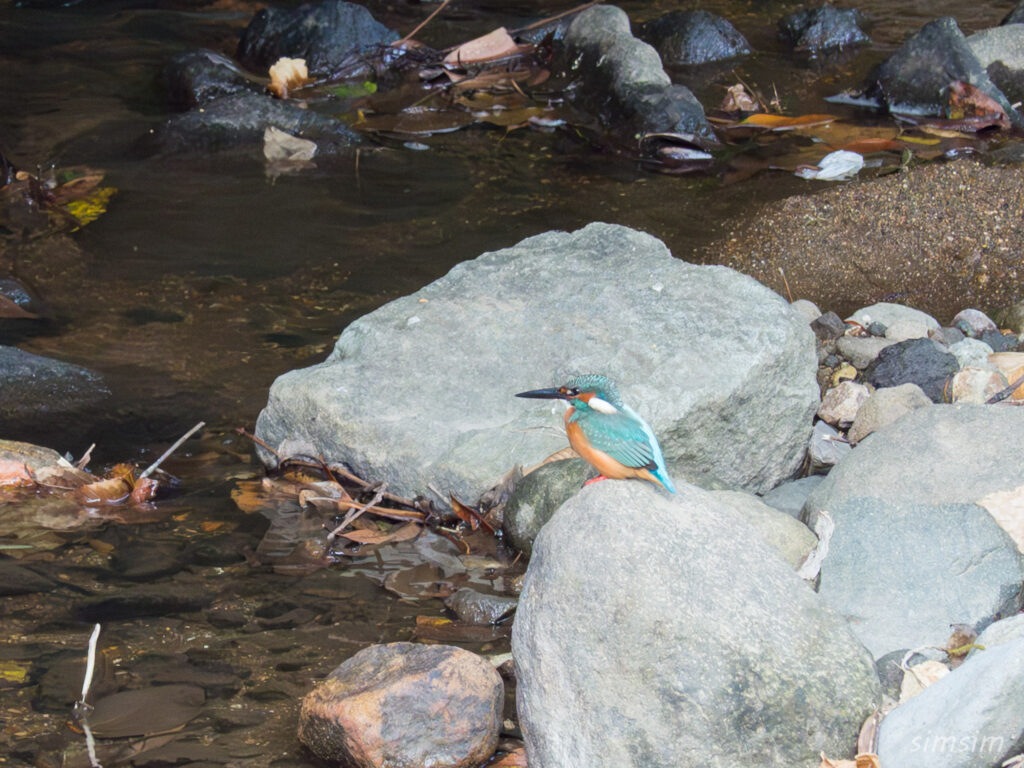 温泉民宿さかんや