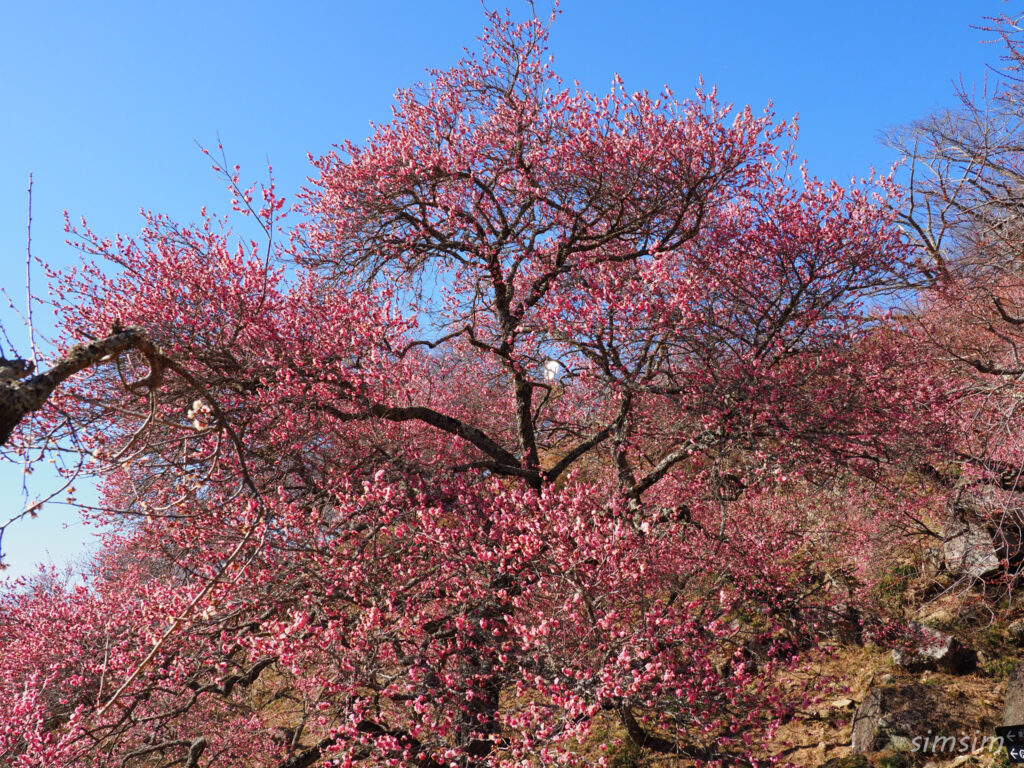 筑波山　梅林