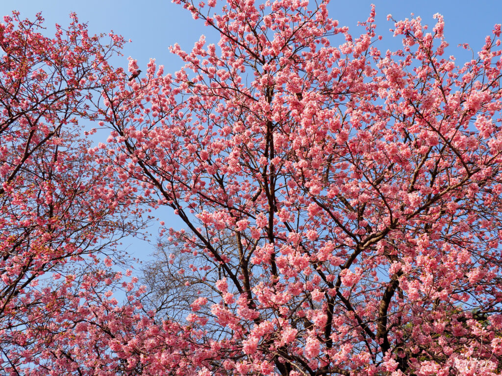 新宿御苑 桜 2026