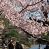 新宿御苑　桜　2026