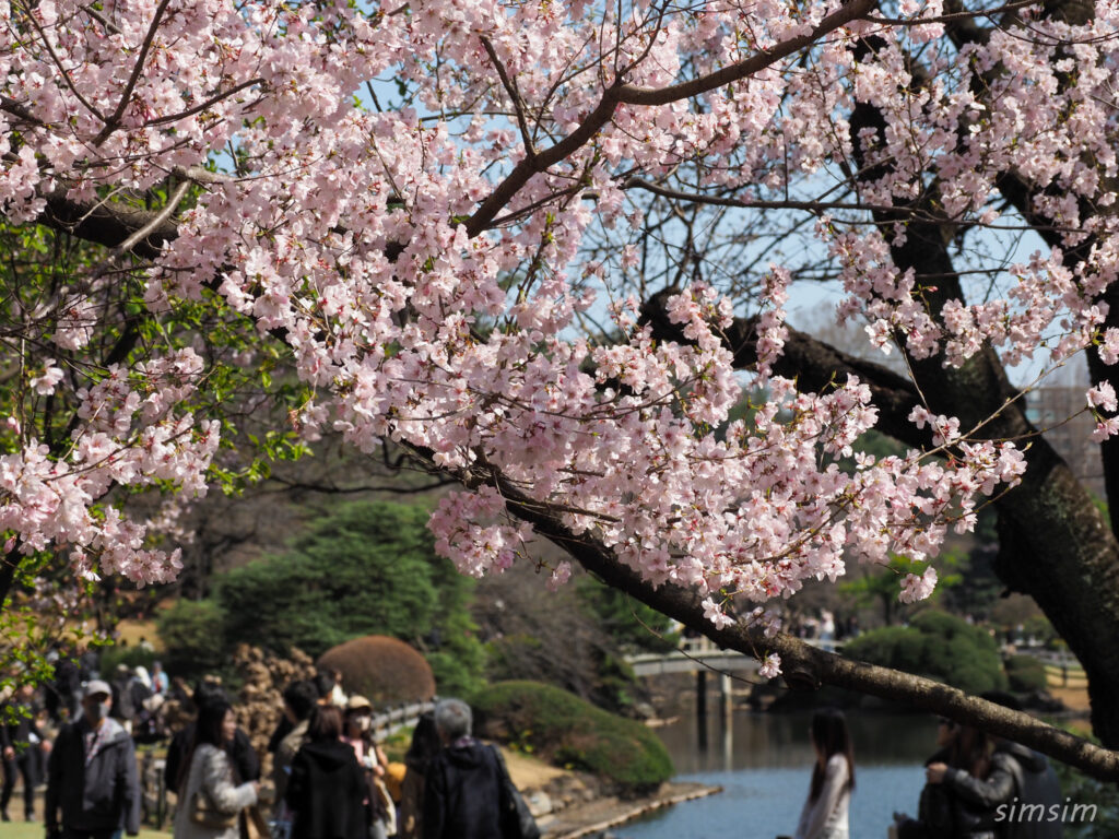 新宿御苑 桜 2026