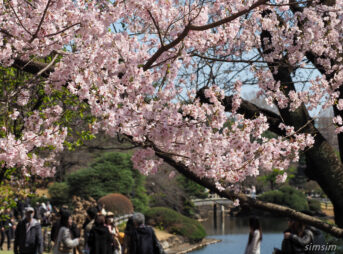新宿御苑　桜　2026